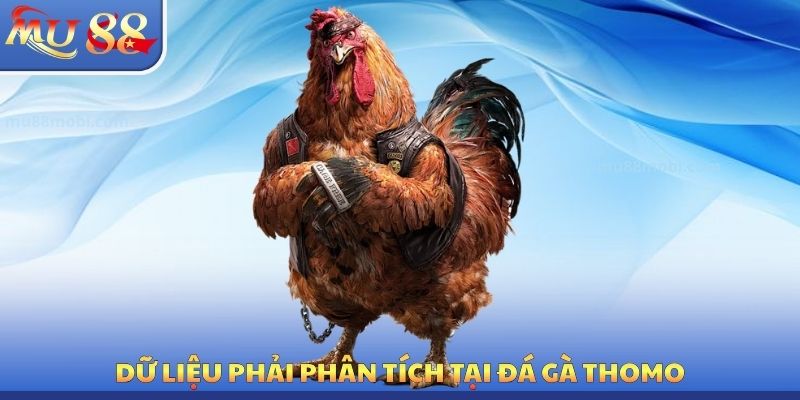 Dữ liệu phải phân tích tại đá gà Thomo